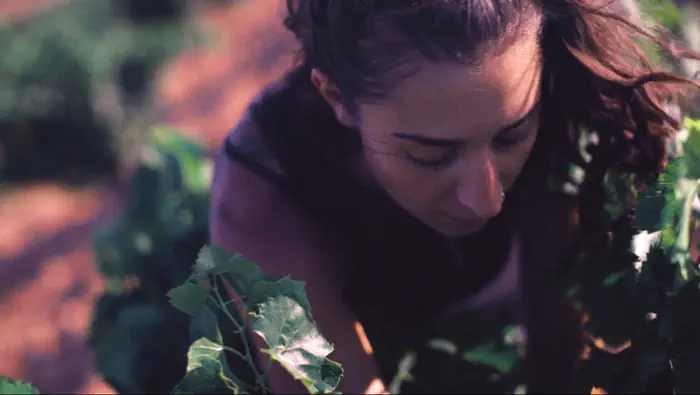 Una mujer recogiendo uvas en un viñedo al atardecer.